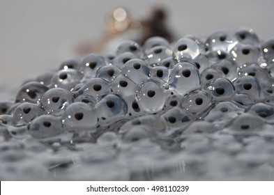 Frog Eggs Images Stock Photos Vectors Shutterstock - 