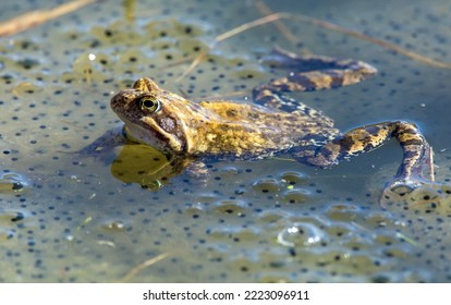 European Common brown Frogs in latin Rana temporaria with eggs - Powered by Shutterstock