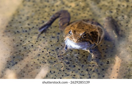 Ranas marrones comunes europeas en latín Rana temporaria con huevos