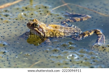European Common brown Frogs in latin Rana temporaria with eggs