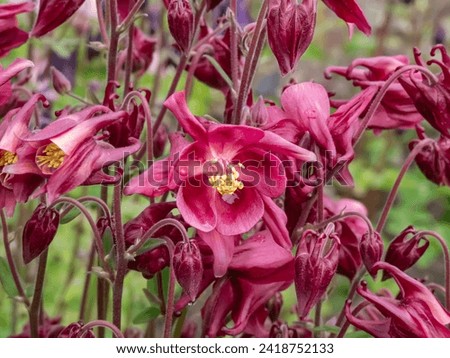European, common columbine, granny's nightcap or bonnet (Aquilegia vulgaris) flowering with pendent purple red flowers with strongly spurs in summer