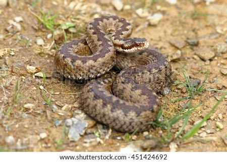 Similar – Vipera ursinii rakosiensis in situ