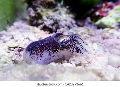 European Common Cuttlefish - (Sepia Officinalis)