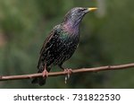 European common starling (Sturnus vulgaris)