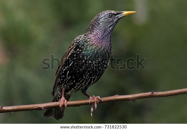 European common\
starling (Sturnus\
vulgaris)