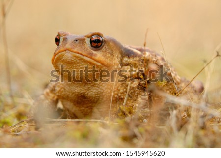 Similar – closeup of juvenile green lizard