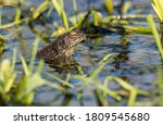 european common toad (bufo bufo) looking out of in shallow water