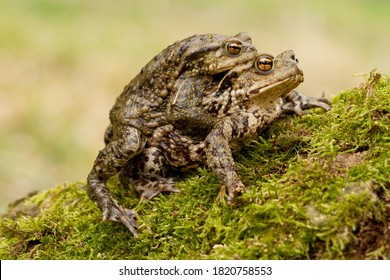 European Common toad  Bufo bufo mating the grass