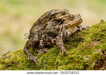 European Common toad, Bufo bufo mating on the grass