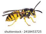 European common wasp German wasp or German yellow jacket isolated on white background in latin Vespula Vulgaris or Germanica