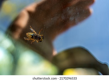 European Common Wasp German Wasp Or German Yellow Jacket Isolated On White Background In Latin Vespula Vulgaris Or Germanica