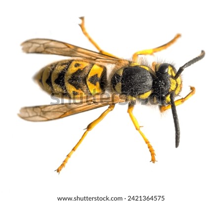 European common wasp German wasp or German yellow jacket isolated on white background in latin Vespula Vulgaris or Germanica