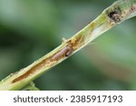European Corn Borer (Ostrinia nubilalis), larva in maize (corn) stalk.