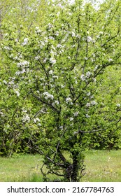 European Crab Apple Flowering In Spring