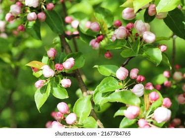 European Crab Apple Flowering In Spring