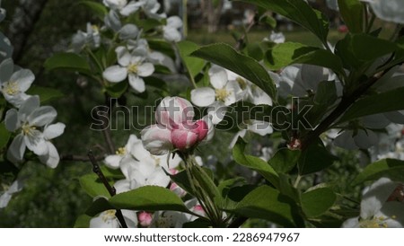 European crab apple, flowers and buds. Blossom in spring season.