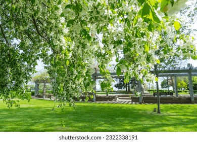 European crab apple or Malus, apple tree blooming at spring in Rosetta McClain Gardens, public garden located in Scarborough, Ontario, Canada. Popular spot for photography.