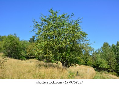 A European Crab Apple On A Tree