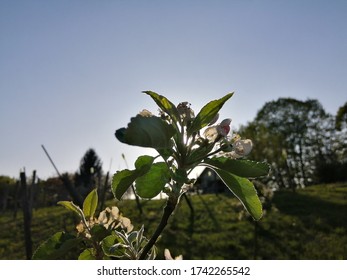 European Crab Apple In Sun