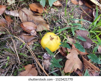 European Crab Apple. Yellow Apple