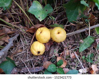 European Crab Apple. Yellow Apple