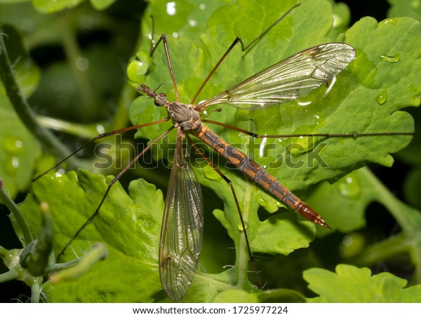 European crane fly on a
green leaf after rain.  Marsh crane fly ( tipula paludosa)
close-up. Top view.