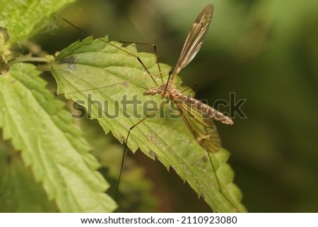 European crane fly on a leaf