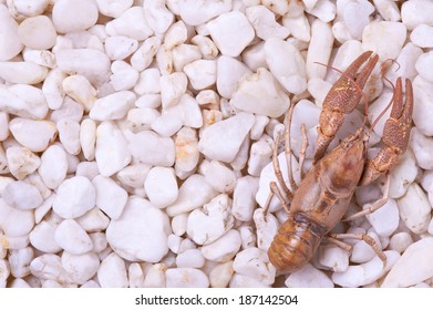 European Crayfish - Astacus Astacus