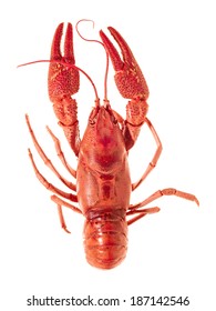 European Crayfish - Astacus Astacus