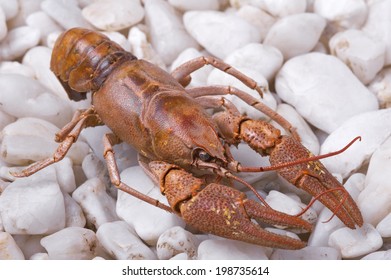 European Crayfish - Astacus Astacus