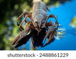 The European crayfish (Astacus astacus), noble crayfish, or broad-fingered crayfish, is the most common species of crayfish in Europe, and a traditional food source.