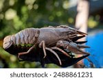 The European crayfish (Astacus astacus), noble crayfish, or broad-fingered crayfish, is the most common species of crayfish in Europe, and a traditional food source.