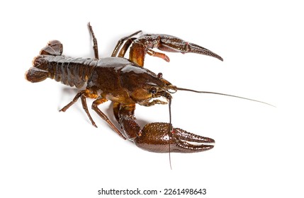 European crayfish or Broad-fingered crayfish, Astacus astacus, isolated on white
