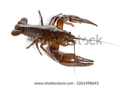 European crayfish or Broad-fingered crayfish, Astacus astacus, isolated on white