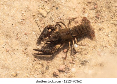 European Crayfish In The Water