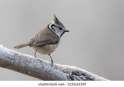 European Crested Tit By Winter