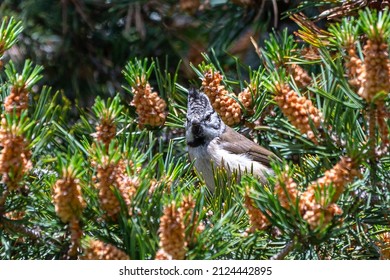 European Crested Tit French Alps