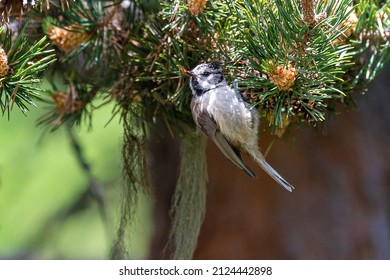 European Crested Tit French Alps