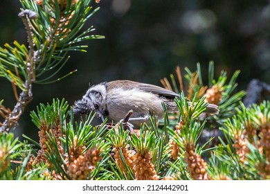 European Crested Tit French Alps