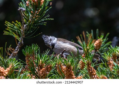 European Crested Tit French Alps