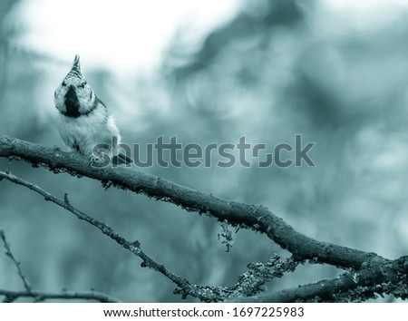 Similar – Image, Stock Photo nutcrackers Environment