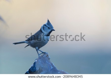 Similar – Image, Stock Photo Wagtail on rocks Nature