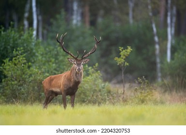 European deer male buck ( Cervus elaphus ) during rut Foto Stock