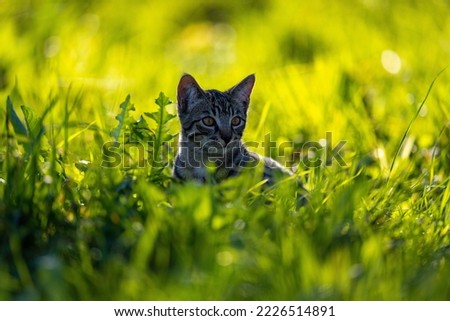 Similar – A shady resting place, cat in the grass