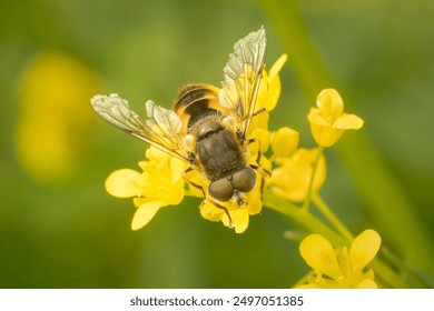 European Drone Fly pollinating yellow flowers on a spring morning with copy space - Powered by Shutterstock