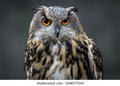 European Eagle Owl 
