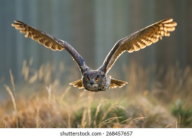 European Eagle Owl - Powered by Shutterstock