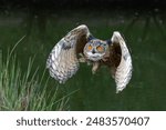 European Eagle Owl (Bubo bubo) flying over a lake in Gelderland in  the Netherlands.      