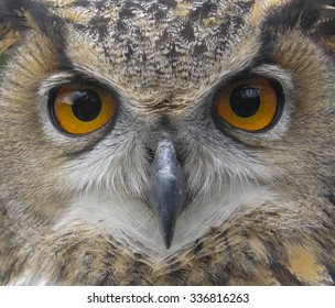 European Eagle Owl. Eurasian Owl. Close Up Of Face. Big Eyes. Wisdom