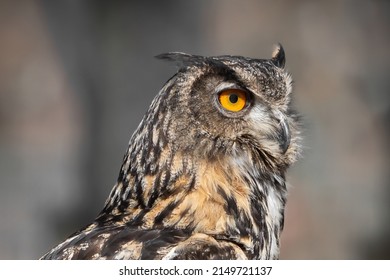 european eagle owl in portrait